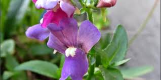 Image result for Linaria purpurea