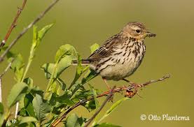 Image result for Anthus gustavi