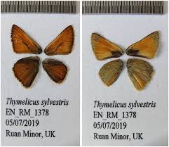 Attēlu rezultāti vaicājumam “Thymelicus sylvestris underside”