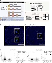 Attēlu rezultāti vaicājumam “Enteridium olivaceum plasmodium”