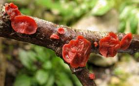 Attēlu rezultāti vaicājumam “Cytidia salicina”