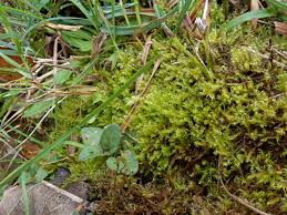 Attēlu rezultāti vaicājumam “Campyliadelphus elodes”