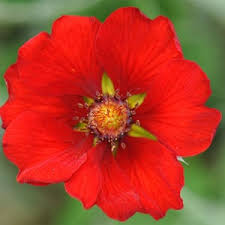 Attēlu rezultāti vaicājumam “Potentilla argentea fruit”