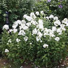 Image result for Phlox (großblumig)