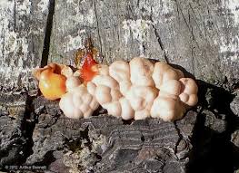 Attēlu rezultāti vaicājumam “Lycogala convexum sessile”