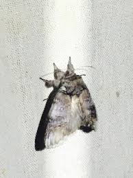 Attēlu rezultāti vaicājumam “Notodontidae”