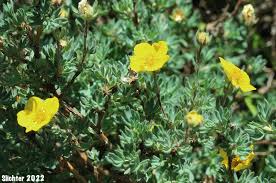 Attēlu rezultāti vaicājumam “Pentaphylloides fruticosa flower”