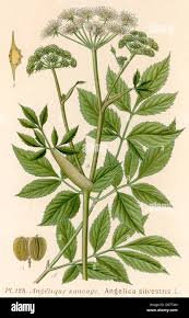 Image result for Angelica silvestris