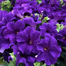 Image result for Petunia hybrida