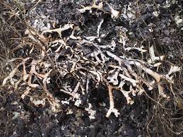 Attēlu rezultāti vaicājumam “Hypogymnia vittata”