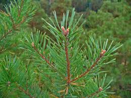 Attēlu rezultāti vaicājumam “Pinus sylvestris”