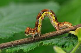Attēlu rezultāti vaicājumam “Erannis defoliaria”