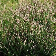 Attēlu rezultāti vaicājumam “Calluna vulgaris leaf”