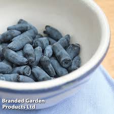 Attēlu rezultāti vaicājumam “Lonicera caerulea var. pallasii fruit”