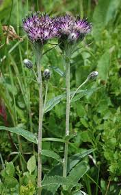 Attēlu rezultāti vaicājumam “Saussurea esthonica flower”