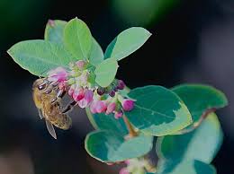 Attēlu rezultāti vaicājumam “Symphoricarpos albus flower”