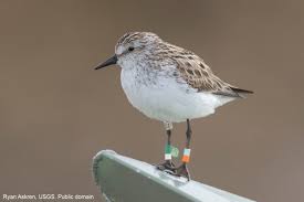 Attēlu rezultāti vaicājumam “Calidris”
