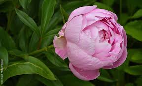 Image result for Pfingstrose