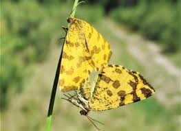Attēlu rezultāti vaicājumam “Pseudopanthera macularia”