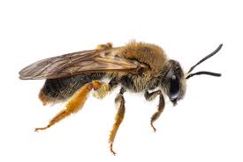 Attēlu rezultāti vaicājumam “Andrena haemorrhoa female”