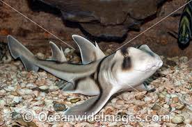 Image result for Heterodontus portusjacksoni