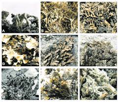 Attēlu rezultāti vaicājumam “Cladonia pyxidata”