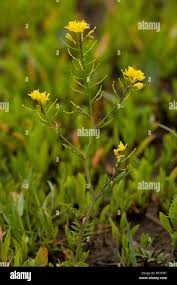 Attēlu rezultāti vaicājumam “Rorippa sylvestris flower”