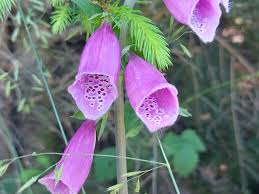 Image result for Fingerhut rot