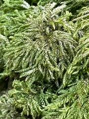 Attēlu rezultāti vaicājumam “Thamnobryum alopecurum”