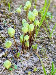 Attēlu rezultāti vaicājumam “Lophocolea minor macro”