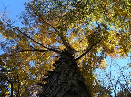 Attēlu rezultāti vaicājumam “Carya ovata leaf”