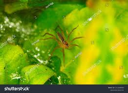 Attēlu rezultāti vaicājumam “Lycogala succineum macro”