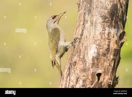 Attēlu rezultāti vaicājumam “Picus canus”