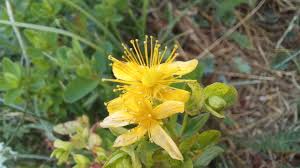Attēlu rezultāti vaicājumam “Hypericum maculatum”