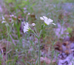 Attēlu rezultāti vaicājumam “Cerastium sylvaticum”