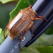 Attēlu rezultāti vaicājumam “Amphimallon solstitiale”