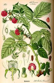 Attēlu rezultāti vaicājumam “Rubus idaeus fruit”