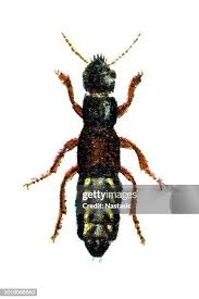 Attēlu rezultāti vaicājumam “Staphylinus erythropterus”