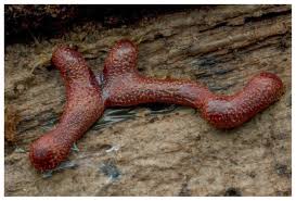 Attēlu rezultāti vaicājumam “Willkommlangea reticulata young”