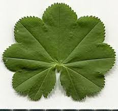 Image result for Alchemilla vulgaris