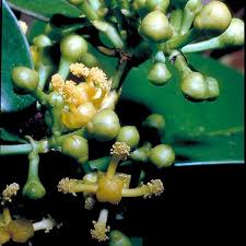 Attēlu rezultāti vaicājumam “Clusiaceae”