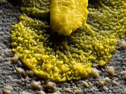 Attēlu rezultāti vaicājumam “Physarum bryocorticola macro”