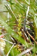 Attēlu rezultāti vaicājumam “Hammarbya paludosa leaf”
