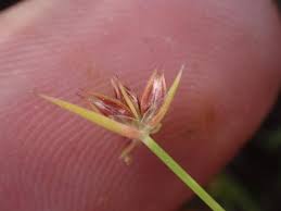 Attēlu rezultāti vaicājumam “Juncus capitatus fruit”