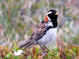 Image result for Calcarius lapponicus