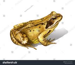 Attēlu rezultāti vaicājumam “Rana temporaria”