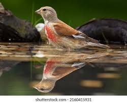 Attēlu rezultāti vaicājumam “Carduelis cannabina male”