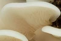 Attēlu rezultāti vaicājumam “Crepidotus applanatus”