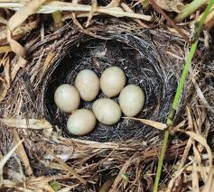 Attēlu rezultāti vaicājumam “Motacilla alba nest”