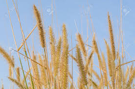 Attēlu rezultāti vaicājumam “Gramineae”